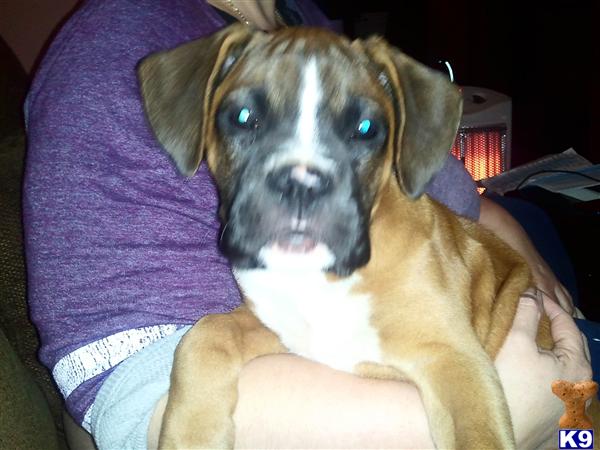 Puppies in CT